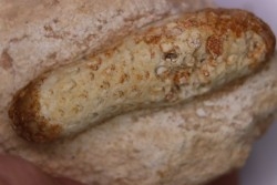 Equicalastrobus  upper Eocene  Western Sahara, rio del oro  Region of Dakhla - Morocco