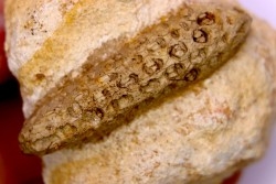 Equicalastrobus  upper Eocene  Western Sahara, rio del oro  Region of Dakhla - Morocco