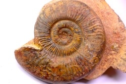 Dumortieria pseudoradiosa - Toarcien - Belmont - FRANCE