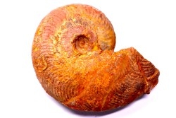 Harpoceras subplanatum - TOARCIEN - Carriere Belmont - LYON - FRANCE