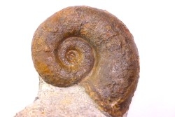 Lytoceras fimbriatum - Carixien - Ennery (57) FRANCE