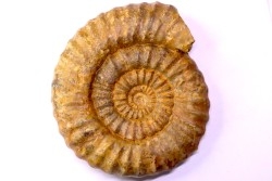 Aegoceras capricornus - Carixien - Nancy (54) FRANCE