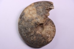Choffaticeras segne - Turonien - Asfla – Goulmima – Maroc