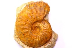Amaltheus stokesii  domerien   Pulnoy, France