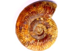 Grammoceras penestriatulum  (Buckman)  Toarcien  Brionnais - FRANCE