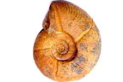 Puzosia compressa - Cenomanien - Atsimo- Andrefana, Madagascar