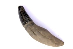 DOLPHIN tooth:  Eurhinodelphis - pliocène - Anvers, Belgium