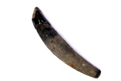 DOLPHIN tooth:  Eurhinodelphis - pliocène - Anvers, Belgium