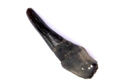 DOLPHIN tooth:  Eurhinodelphis - pliocène - Anvers, Belgium