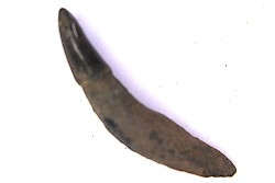Dent de DAUPHIN:  Eurhinodelphis - pliocène - Anvers, Belgique