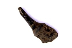 Dent de DAUPHIN:  Eurhinodelphis - pliocène - Anvers, Belgique