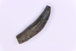 Dent de DAUPHIN:  Eurhinodelphis - pliocène - Anvers, Belgique