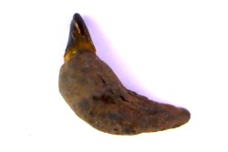 DOLPHIN tooth:  Eurhinodelphis - pliocène - Anvers, Belgium