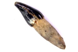 DOLPHIN tooth:  Eurhinodelphis - pliocène - Anvers, Belgium
