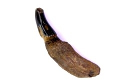 DOLPHIN tooth:  Eurhinodelphis - pliocène - Anvers, Belgium