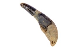 DOLPHIN tooth:  Eurhinodelphis - pliocène - Anvers, Belgium