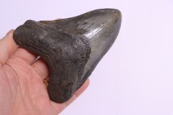 Dent de requin: Carcharodon megalodon, Miocène (USA)