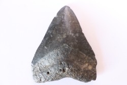 Dent de requin: Carcharodon megalodon, Miocène (USA)