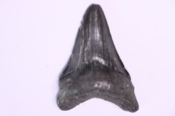 Dent de requin: Carcharodon megalodon, Miocène (USA)