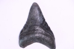 shark teeth: Carcharodon megalodon - Miocene (USA)