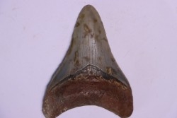 Dent de requin: Carcharodon megalodon, Miocène (USA)