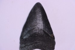 Dent de requin: Carcharodon megalodon, Miocène (USA)