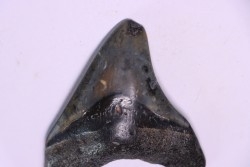 Dent de requin: Carcharodon megalodon, Miocène (USA)