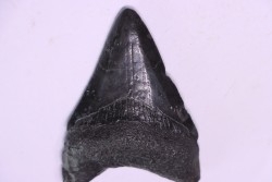 Dent de requin: Carcharodon megalodon, Miocène (USA)