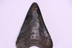 shark teeth: Carcharodon megalodon - Miocene (USA)