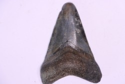 Dent de requin: Carcharodon megalodon, Miocène (USA)