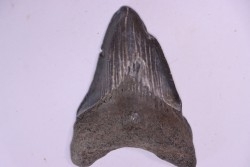 Dent de requin: Carcharodon megalodon, Miocène (USA)