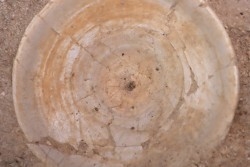 vertèbre de requin: OTODUS OBLIQUUS - Ypresien - Oued Zem, Maroc