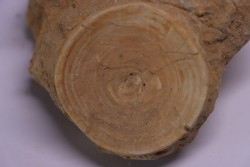 vertèbre de requin: OTODUS OBLIQUUS - Ypresien - Oued Zem, Maroc