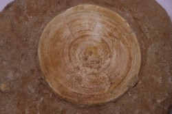 vertèbre de requin: OTODUS OBLIQUUS - Ypresien - Oued Zem, Maroc