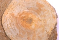 vertèbre de requin: OTODUS OBLIQUUS - Ypresien - Oued Zem, Maroc