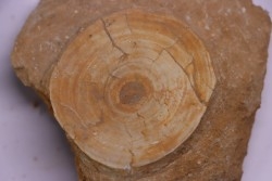vertèbre de requin: OTODUS OBLIQUUS - Ypresien - Oued Zem, Maroc