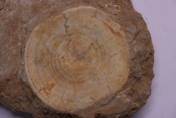 vertèbre de requin: OTODUS OBLIQUUS - Ypresien - Oued Zem, Maroc