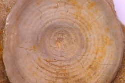 vertèbre de requin: OTODUS OBLIQUUS - Ypresien - Oued Zem, Maroc