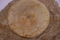 vertèbre de requin: OTODUS OBLIQUUS - Ypresien - Oued Zem, Maroc
