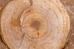 vertèbre de requin: OTODUS OBLIQUUS - Ypresien - Oued Zem, Maroc