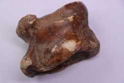 astragale de  Bison priscus  pleistocene  mer du Nord - Hollande