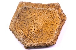 Holmesina flordanus  pliocene  florida river deposit  Florida, USA
