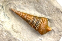 Metacerithium trimonile (Michelin, 1838)   - Middle Albian - Courcelles quarry,  Villemoyenne, Aube, FRANCE