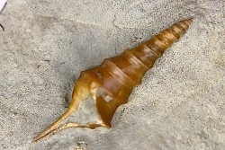 Pseudanchura carinella (d'Orbigny, 1843)    - Middle Albian - Courcelles quarry,  Villemoyenne, Aube, FRANCE