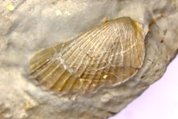 Lima parallela (D’Orbigny)   - Middle Albian - Courcelles quarry,  Villemoyenne, Aube, FRANCE