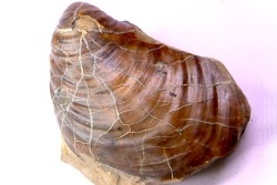 Inoceramus concentricus - Albien moyen - ancienne carriere Courcelles, Aube, FRANCE