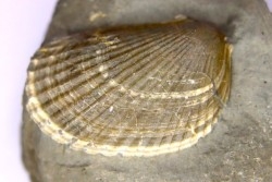 Lima parallela (D’Orbigny)  - Albien moyen - carriere Courcelles,  Villemoyenne, Aube, FRANCE