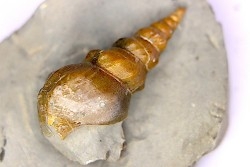 Perissoptera marginata (J. de C. Sowerby, 1836) - Albien moyen - carriere Courcelles,  Villemoyenne, Aube, FRANCE