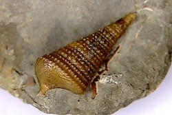 Metacerithium trimonile (Michelin, 1838)  - Albien moyen - carriere Courcelles,  Villemoyenne, Aube, FRANCE