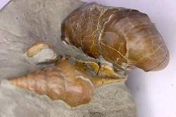 Perissoptera marginata (J. de C. Sowerby, 1836) - Middle Albian - Courcelles quarry,  Villemoyenne, Aube, FRANCE